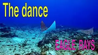 Dance of the eagle rays