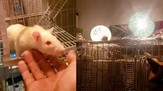 Cozy New Location for the Ratties