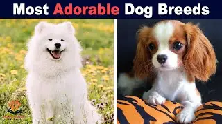 10 Most Adorable Dog Breeds