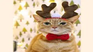 костюм для кота купить алиэкспресс
