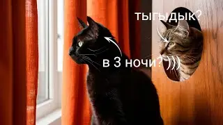 Подборка смешных кошек и котиков. Часть 2. УМОРОЧНЫЕ кошачьи неудачи и милота!!!