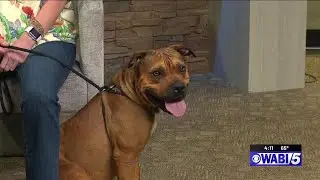 Humane