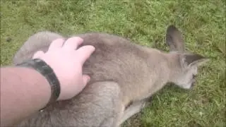 In australia we ride wild kangaroos!!!!