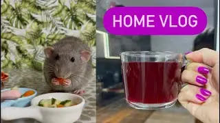 Кормлю крыс 🐀 | Делаю вкусный чай