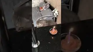 у кота мартина день рождения