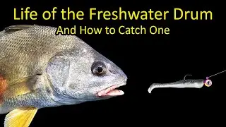 Life of the Freshwater Drum (Sheephead) and How to Catch One
