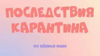 Видео про кошек. "Последствия карантина"