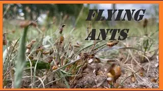 Flying Ants 😲 | Lasius flavus | Save the Nature | Pure Nature