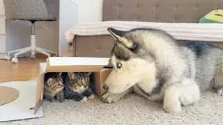 Giant Husky Tries to Steal a Box of Kittens – You Won't Believe His Reaction!