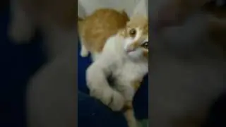 Sheru playing with phone 📱