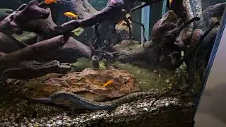 Tentacled Snake Courtship!