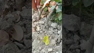 BEHI PAYVANDLASH USULINI O'RGANAMIZ 