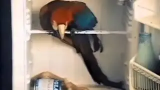 Холодильник.