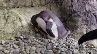 New Gentoo Penguin Chicks at Moody Gardens, Galveston Island [HD]