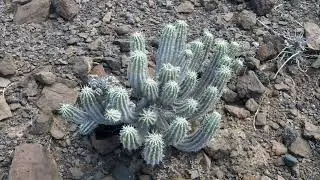 Fuerteventura