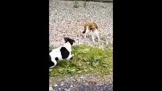 Funny Dog vs Cat #shorts