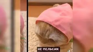 Мемы про котиков (#13) Котик персик