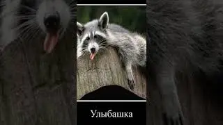 Я енотин паласкун