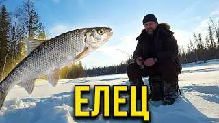 ЛОВЛЮ ЕЛЬЦА. ЖИВУ В ПАЛАТКЕ НА ЛЬДУ