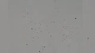 Голуби Липецкой обл. д. Кубань, Андрей. 22.02.2022г.