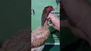 FRANGA APROVADA PELO PARCEIRO RONALDO