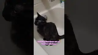 The ULTIMATE in cat potty training! no mess, no fuss. Does anyone else's cat do this?