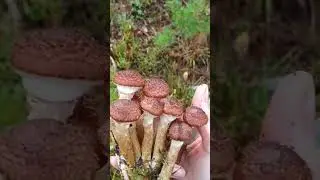 НАСТОЯЩИЙ Опенок Осенний #shorts #youtubeshorts