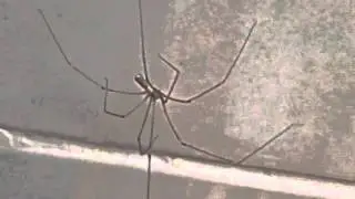Notice The Web