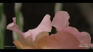 240511 HLG1 test 2