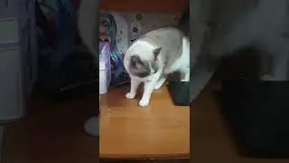 Ходите и проверяете #смешныекоты #юмор