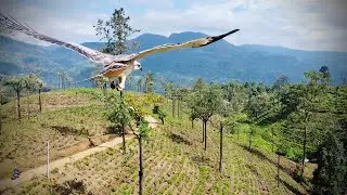 Eagle Attack on my drone - Sri Lanka Short