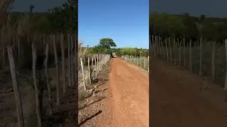 Duas fazendas diferentes no mesmo lugar. #fazenda #agro