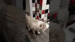 #котохаус