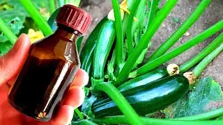 ЙОД И БОРНАЯ КИСЛОТА — ДЛЯ БОЛЬШОГО УРОЖАЯ КАБАЧКОВ! Для лучшей завязи и против гнилей!