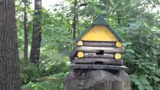 Белка грызёт орех