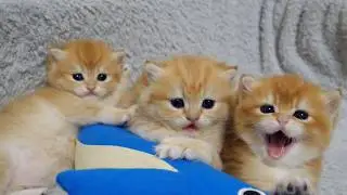 Three Charo kittens relaxing side by side.