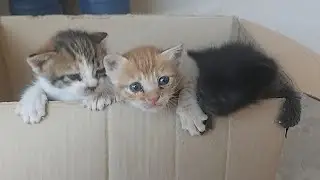 Helping Three Kitten With Giving Milk, Abondoned by There Mother