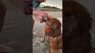 Best friend Golden Retrievers have a beach day! 