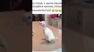 Наслаждайся жизнью, даже если  ты голый и с одним пером в заднице😝👍@watsaper