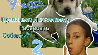 Как правильно и безопасно РАСЧЕСАТЬ собаку?🪒 Дашины СОВЕТЫ