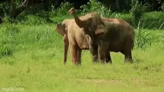 Indian Elephants In Thailand, Part 1