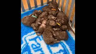 Bedlington terrier puppies relaxing