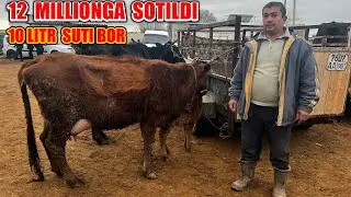 СУТДОР ОНА БОЛА   ВА  БУГОЗ  СИГР НАРХЛАРИ  ХОРАЗМ БОГОТ  МОЛ   БОЗОРИ  10-ЯЕВАРЬ 2023