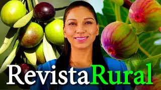 PROGRAMA REVISTA RURAL - 08/12/2024