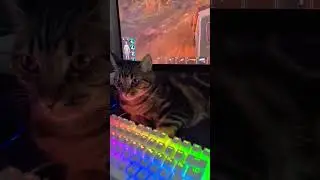 любители стримов и phonk залетайте на канал) 