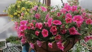 Продаю цветы Иркутск 89086553950 Елена