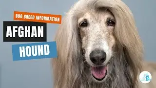 Afghan Hound Dog Facts