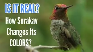 Is it Real? Surakav The humming bird Who changes its colors costs 25 lakhs! Check Description