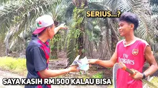 Challenge Pemanen Baru Kalau Bisa Panen Sawit Satu Tangan Saya Kasih Rm.500