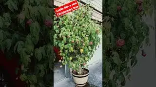 Real Tree Flowers That Look Like Christmas Decorations!